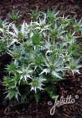 Eryngium  giganteum Silver Ghost